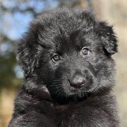 Juno - Black female German Shepherd puppy in Nacogdoches, Texas from Vom Hausgladfel