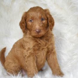 Goldendoodle Puppies from La Familia Doodle