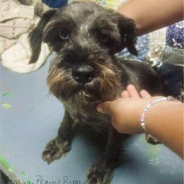 Beth - Miniature Schnauzer