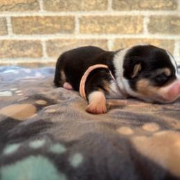 Pink collar female - Black and tan female Pembroke Welsh Corgi puppy in Mcarthur, Ohio from Bentley Corgis LLC