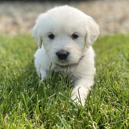 Golden Retriever Puppies from Luckie Puppies