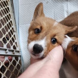 Pembroke Welsh Corgi Puppies from Dellinger's Corgi's