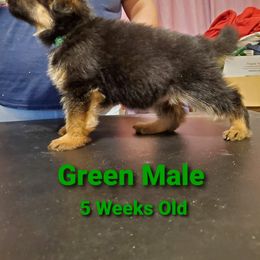 German Shepherd Puppies from It Must Be Kismet Kennels (IMBKK)