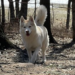 Dezi - Siberian Husky