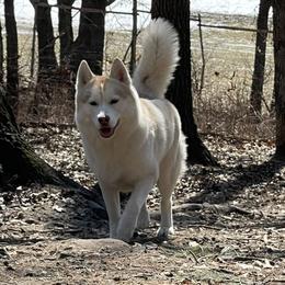 Dezi - Siberian Husky