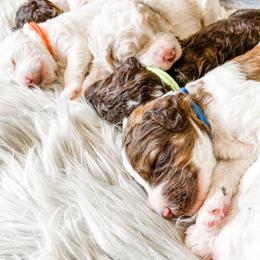 Poodle puppies from LeBaron Standard Poodles