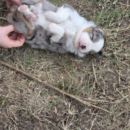 Fallon - Blue merle male Toy Australian Shepherd puppy in Leonard, Texas from Tin Roof Aussies