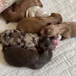 Cavapoo puppies from By Design Doodles