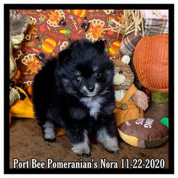 Pomeranian Puppies from Port Bee Pomeranian’s