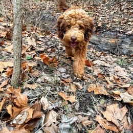 Receey - Bernedoodle