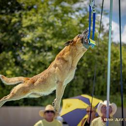Rip - Australian Cattle Dog