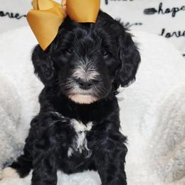 Bernedoodle Puppies from Quality Iowa Doodles