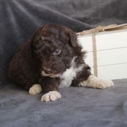 Punkin - Red tri-color male Aussiedoodle puppy in Loretto, Tennessee from K Kountry Farm