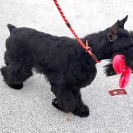 Rue - Black female Giant Schnauzer puppy in Lithia, Florida from Elegy Kennels
