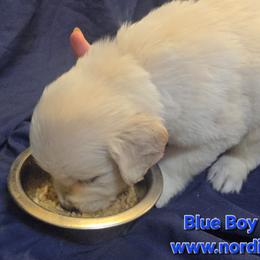 Blue Boy - Light golden male Golden Retriever puppy in Peoria, Arizona from Nordic Woof's Golden Retrievers