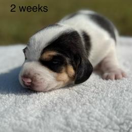 AKC Lark - Black tan and white female Beagle puppy in Rogersville, Missouri from Hales Little Beagle Haven