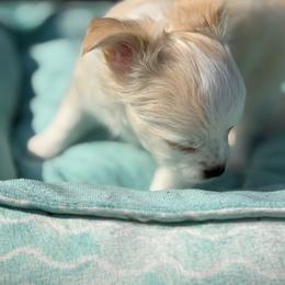 Gem - Cream and white male Chihuahua puppy in Amity, Pennsylvania from Rhoda and Verna