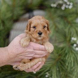 Joy - Apricot female Goldendoodle puppy in Pasco, Washington from Sunset Grove