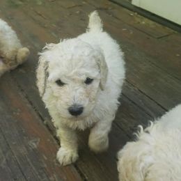 Poodle Puppies from Pineapple Farms Kennel