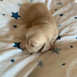 Girl 4 - Cream female Dachshund puppy in Vinton, Iowa from Lerch Family Dachshunds