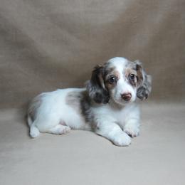 Storm - Dapple male Dachshund puppy in Pana, Illinois from Doxie Waggin Tails