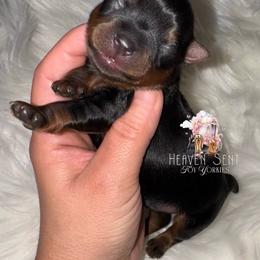 Maverick - Black and gold male Yorkshire Terrier puppy in Riverside, California from Heaven_sent_toy_yorkies