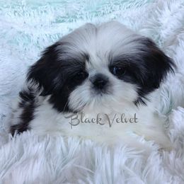 Shih Tzu puppies from Black Velvet Shih Tzu