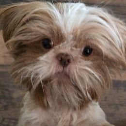 Missy - Shih Tzu