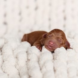 Australian Labradoodle Puppies from Swinging Gate Labradoodles