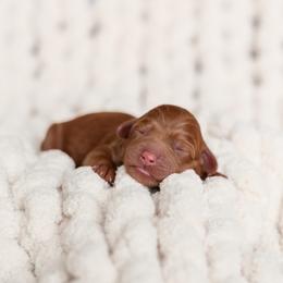 Australian Labradoodle Puppies from Swinging Gate Labradoodles