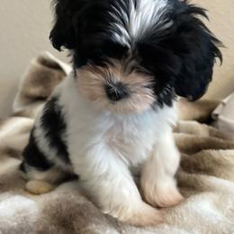 Ziggy Stardust - Black and white male Cavatzu puppy in Merced, California from Charming Woofs