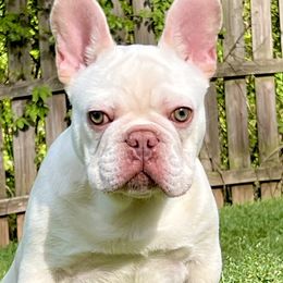 American Bullies and French Bulldogs from Unleashed Bully Squad LLC