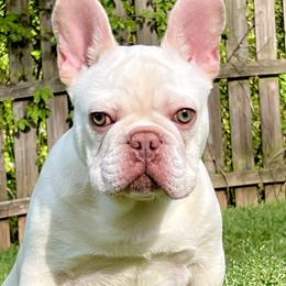 American Bullies and French Bulldogs from Unleashed Bully Squad LLC