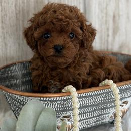 Poodle puppies from Heavn Sent Acres