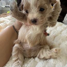 Yellow collar ( sangria litter) - Red male Maltipoo puppy in Fredericktown, Missouri from Doodle Pups Fur-Ever