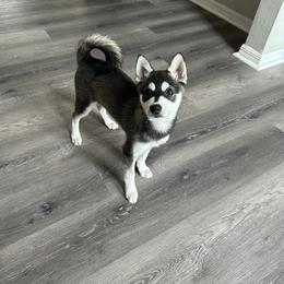 Alaskan Klee Kai Puppies from Lucky Charm Farms