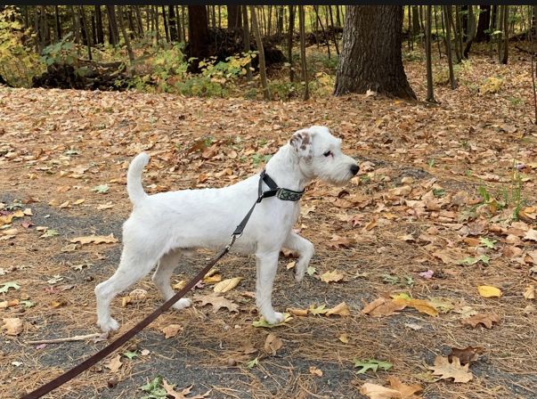 Huckle hill hot sale jack russell terriers