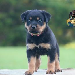 Venus - Black and mahogany female Rottweiler puppy in Uniontown, Alabama from CedarBluff Rottweilers