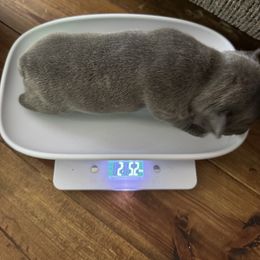 French Bulldog Puppies from Candice Thaggard