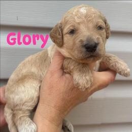 Glory - Apricot female Goldendoodle puppy in Prosperity, Pennsylvania from Stelladoodles & Company