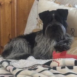 Gus Gus - Miniature Schnauzer