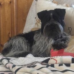 Gus Gus - Miniature Schnauzer