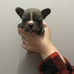 Bulldog, French Bulldog, and Pug Puppies from Royal destiny kennels