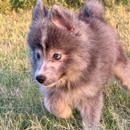 Tyria wolf silver - Silver female Pomsky puppy in Perkins, Oklahoma from A-Dream Pomsky Kennel