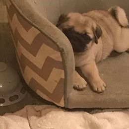 Pug Puppies from Pickwick Pugs