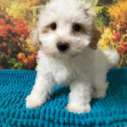 Maltipoo puppies from LUV Poodles and Maltipoos