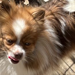 Tammy - Pomeranian