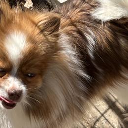 Tammy - Pomeranian