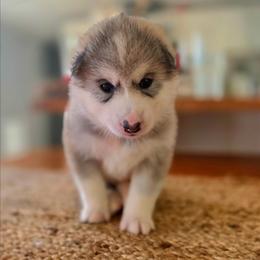 Boy 6 - male Native American Indian Dog puppy in Green Creek, North Carolina from NAID Preservation Project: Corn Moon Medicine Dogs