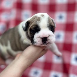 Bulldog Puppies from Sweet Rolls